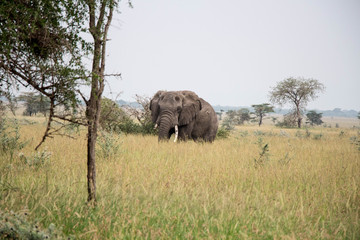 Fototapeta premium Elefant Serengeti