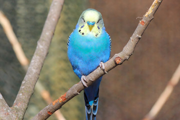 Blue Budgie (Wellensittich, Melopsittacus undulatus)