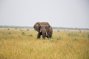 Obraz premium Elefant Serengeti