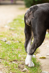 Rear legs of English Bulldog standing in a garden