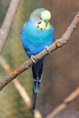 Blue Budgie (Wellensittich, Melopsittacus undulatus)