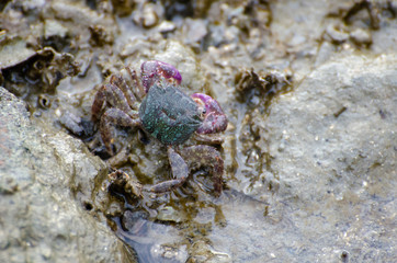 Purple crab at mud near coastal.