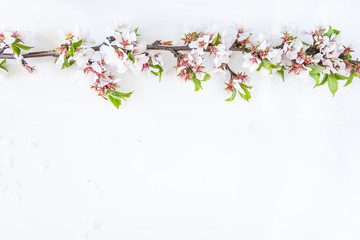 White background with beautiful sakura blossom. Twig with sakura blossom on white background