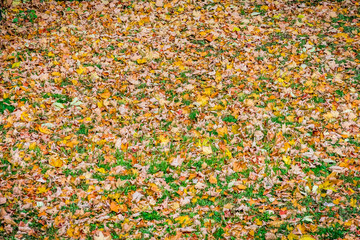 Autumn scenery, ground cover of colorful fallen leaves with dry autumn leaves and green grass. texture, pattern, background
