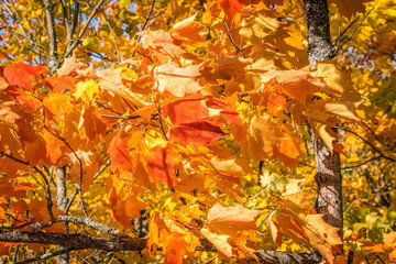 Changing of season, wind blown rustic colorful leaves on tree branches. Background, concept