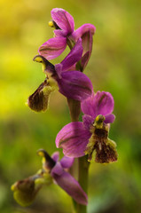 Abnormal wild Sawfly orchid - Ophrys tenthredinifera