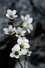 Wild meadow saxifrage flowers - Saxifrana granulata
