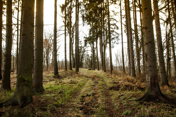 Path in a pine forest