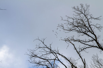 Fototapeta na wymiar Tree tops seen upwards against the sky with birds flying over