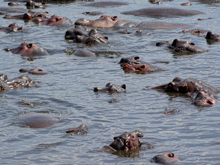 Fototapeta premium Hippopotamus amphibius