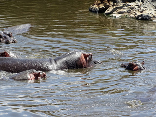 Hippopotamus amphibius