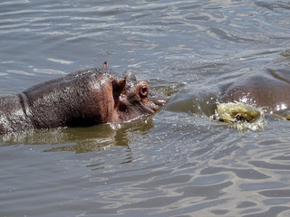 Fototapeta premium Hippopotamus amphibius