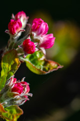 bouton de fleurs de pommier
