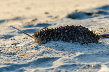 Durian food waste throw at beach in morning.
