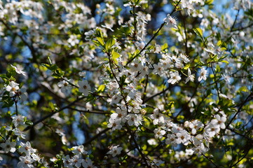 blossoming apple tree