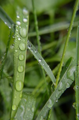 drops of dew on grass