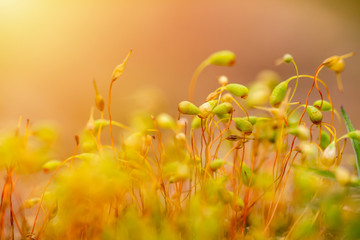 Macro photo of spring moss Pohlia nutans in gold light