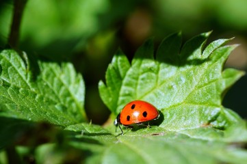 Obraz premium ladybug on leaf