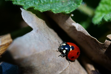 ladybug on a leaf