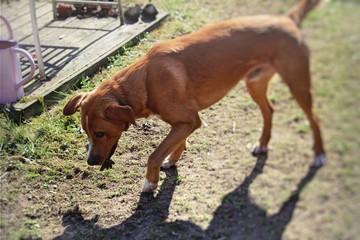 Hund