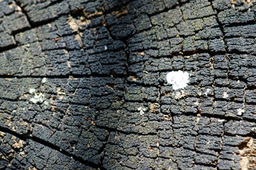 old wood texture
