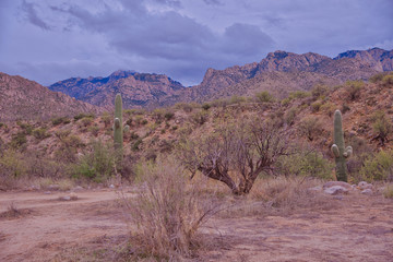 Catalina State Park is situated just outside Tucson proper and is a favorite of hikers, photographers and nature lovers