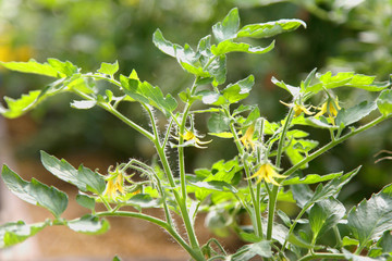 blooming bush of tomatoes inside greenhouse,Closeup of flowers and tomato branches with additional details on the background of a green garden