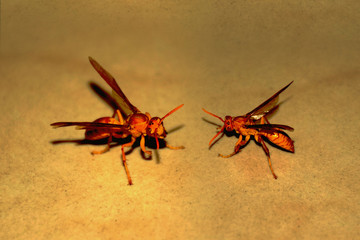 Two yellow Bees in yellow background facing each other