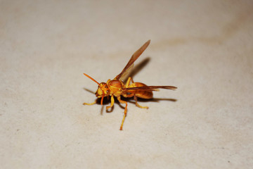 Yellow Bee Sitting on a floor