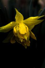 daffodil spring yellow flower with dew drops