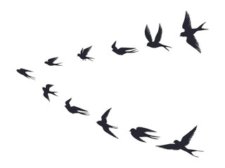 Fototapeta premium Flying birds flock silhouette. Swallows, sea gull or marine birds isolated on white background. Vector bird icon set flock flying in sky