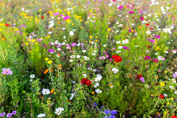Green meadow full of red, white, yellow, blue, pink, orange flowers.