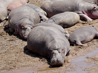 Hippopotamus amphibius