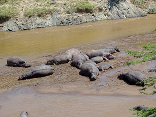 Hippopotamus amphibius