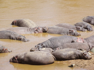 Hippopotamus amphibius