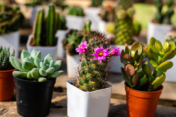 Blooming cactus flowers