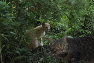 cats in the grass