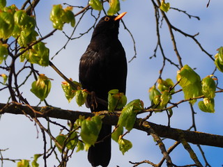 Amsel im Frühling