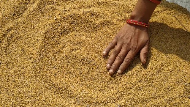 Yellow mustard seeds pile. Full frame. Hand move. Close up. Macro.