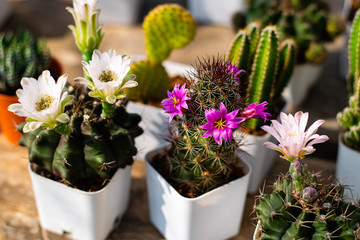 Fototapeta na wymiar Blooming cactus flowers