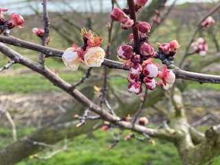 kirschen bl&uuml;ten am bodensee