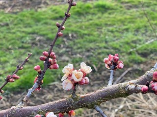 kirschen blüten am bodensee