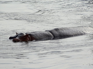 Hippopotamus amphibius