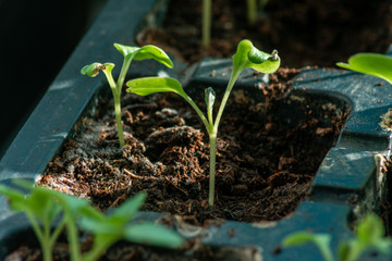 seedling in the soil
