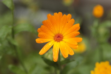 yellow flower with dew drops