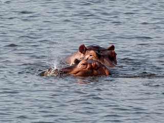 Hippopotamus amphibius