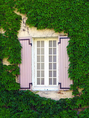 Fototapeta na wymiar Ivy covered window, Provence