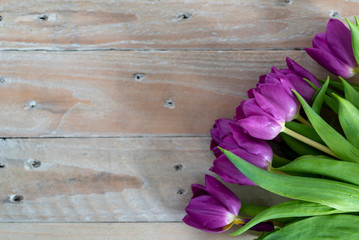 purple tulips on a wooden background shot from above