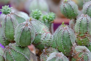 A group of cactus flower growing in a pot with  green area background 