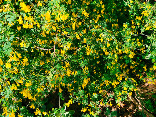 Background textured with green grass and yellow flowers  in a sunny day